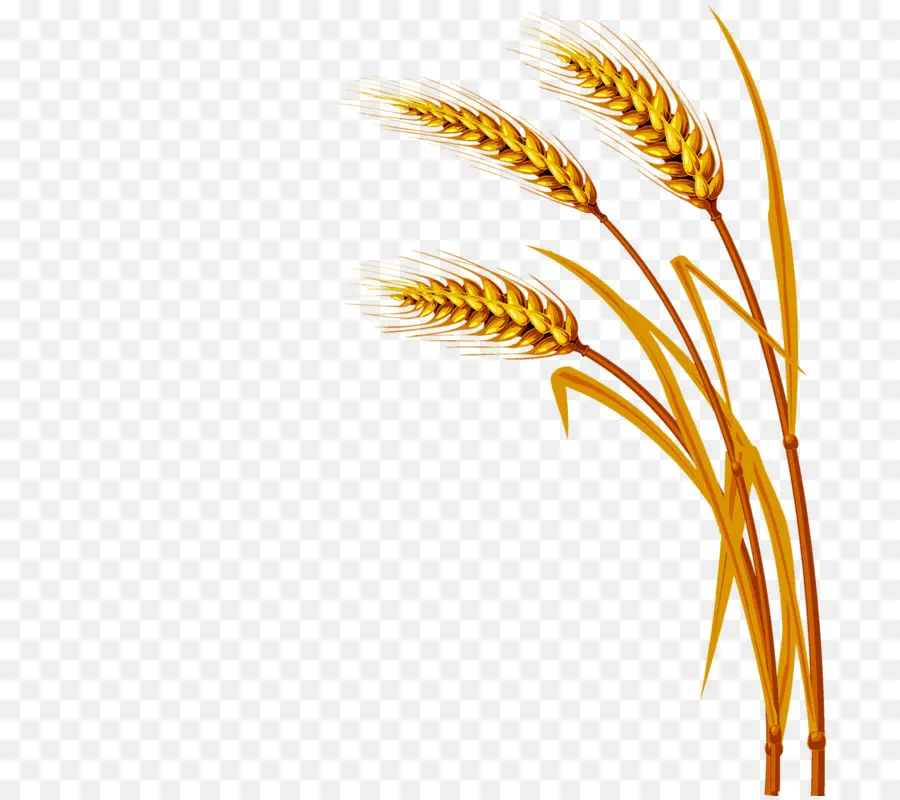 пшеницы，инкапсулированный Postscript PNG