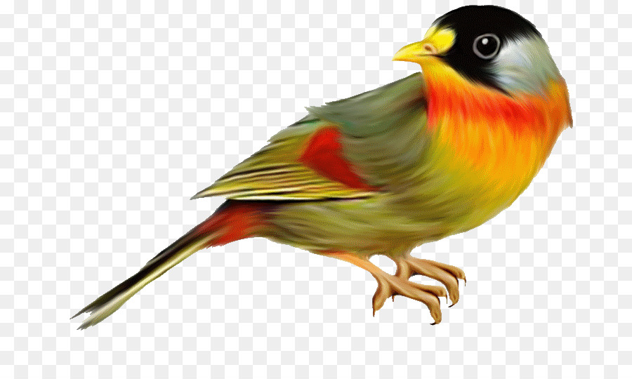 птица，птицы Австралии PNG