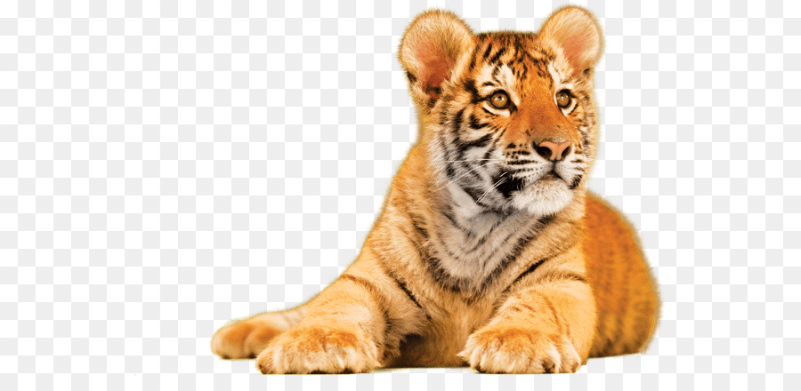 тигр，полотенце PNG