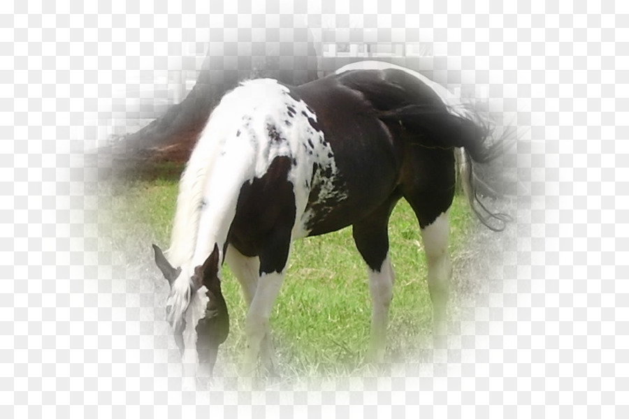 Stallion，Mane PNG