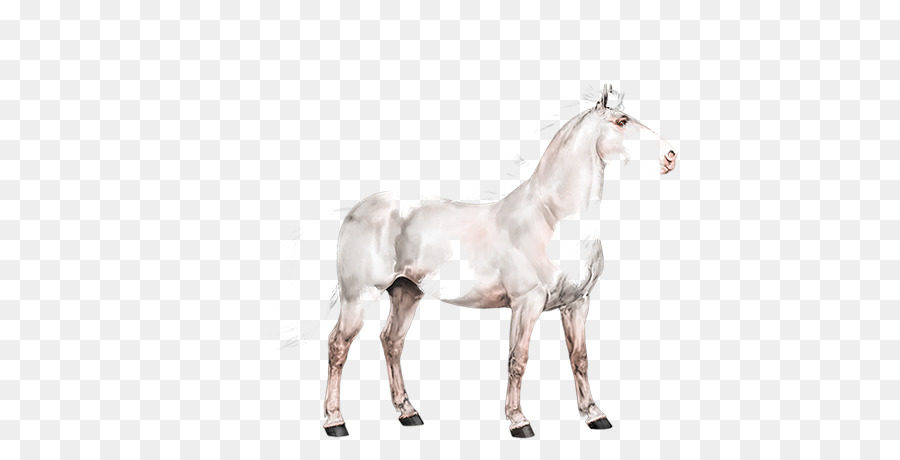 Stallion，Mustang PNG