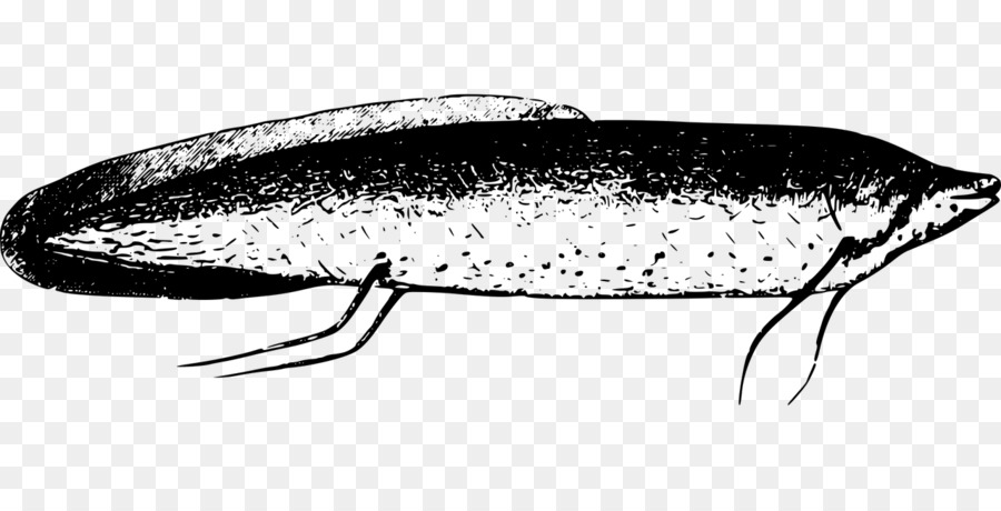 сардина，жирная рыба PNG