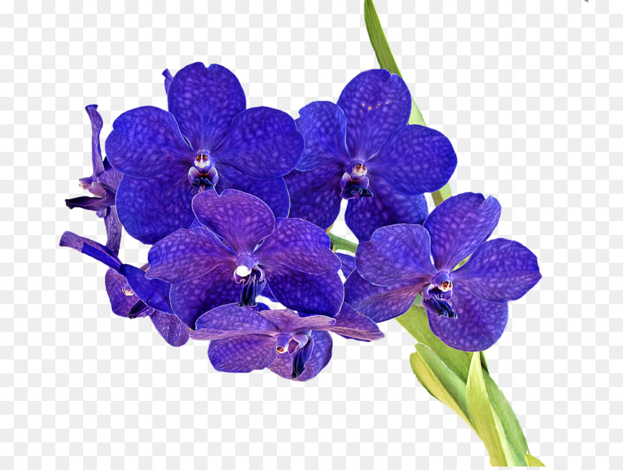 орхидеи，срезанные цветы PNG