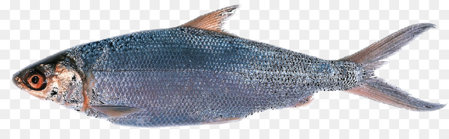 морская рыба，икан поставщик сурабая PNG