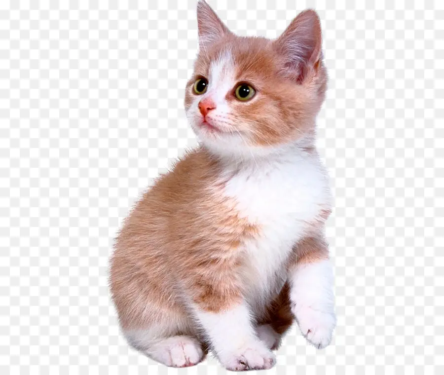 котенок，бенгальская кошка PNG