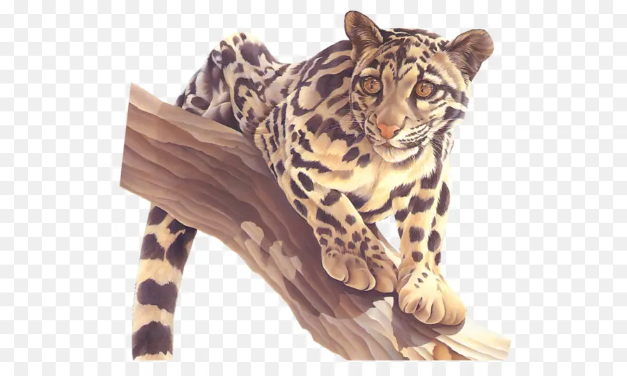 леопард，тигр PNG