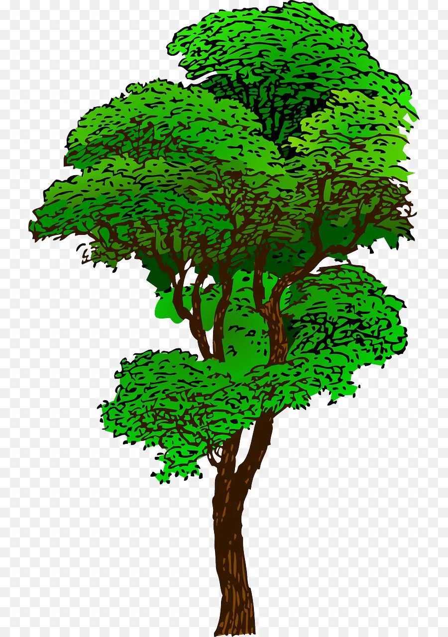 тропический лес，дерево PNG