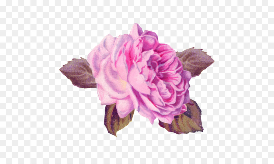 столистная роза，сад роз PNG