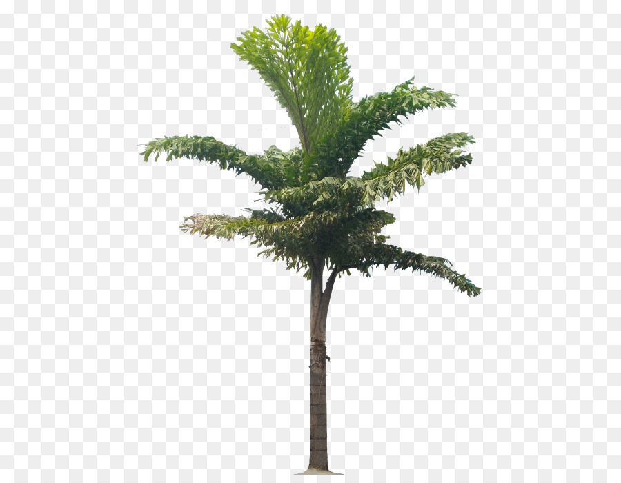 бабассу，Arecaceae PNG