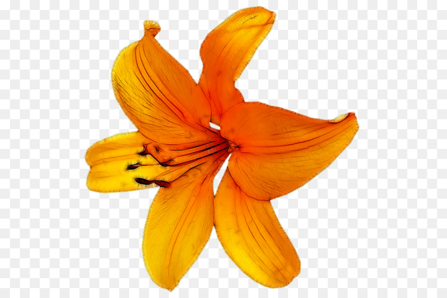 цветок，лепесток PNG