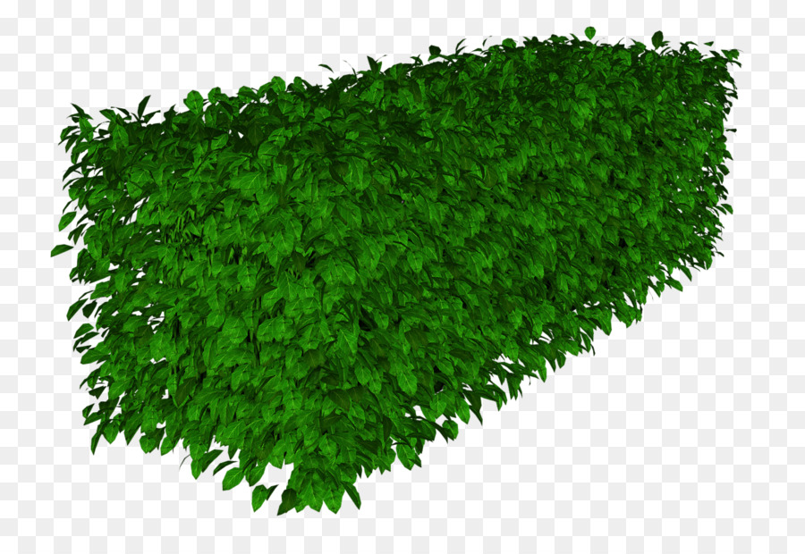 травянистое растение，газон PNG