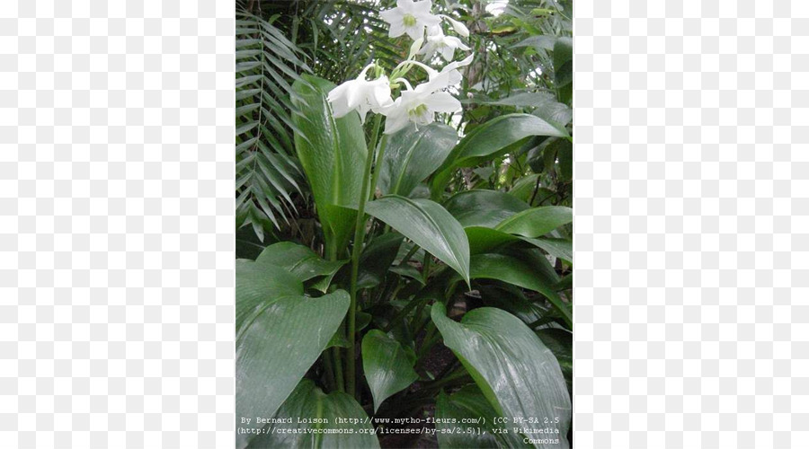 Flower，Eucharis Amazonica PNG