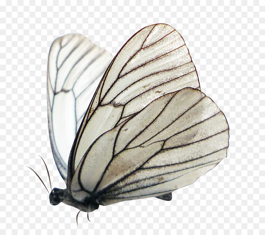 бабочка，белянок PNG