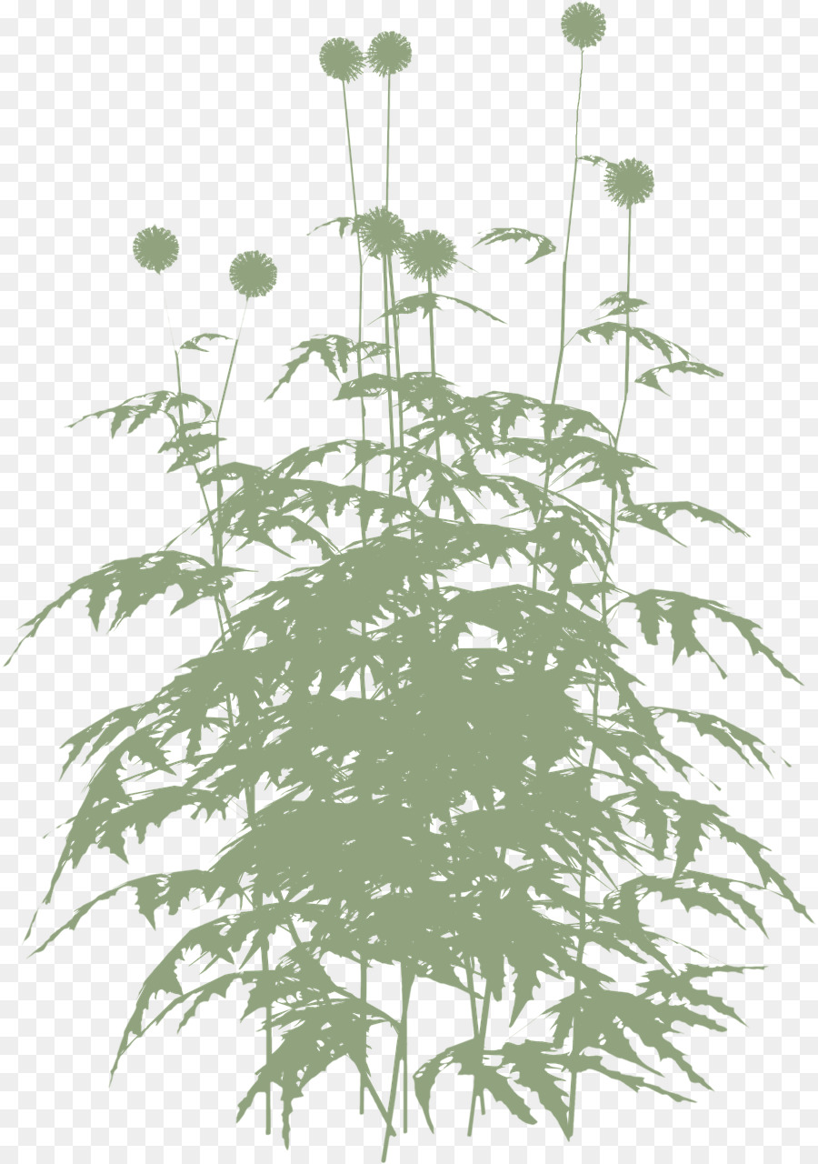 стебель растения，лист PNG