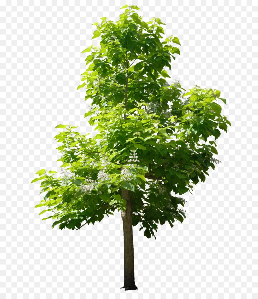 дерево，деревья для маленьких садов PNG