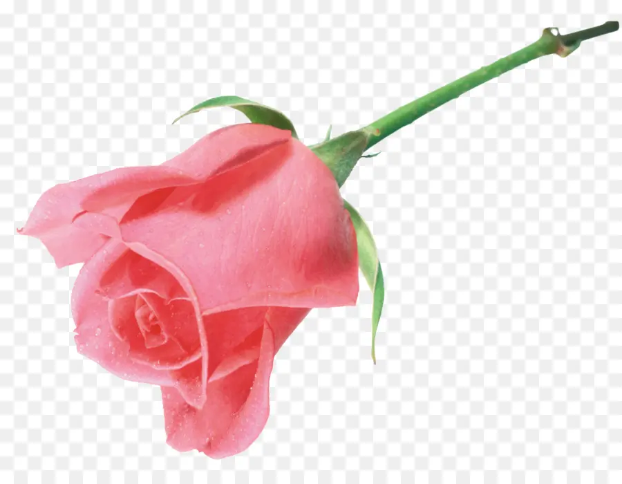 по прежнему жизни розовых роз，пляж роза PNG