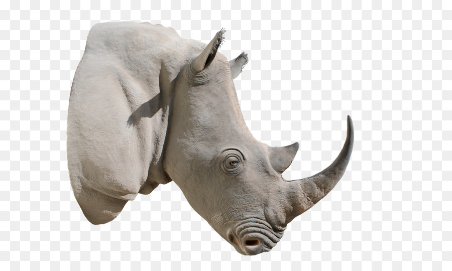 носорог，Рог PNG