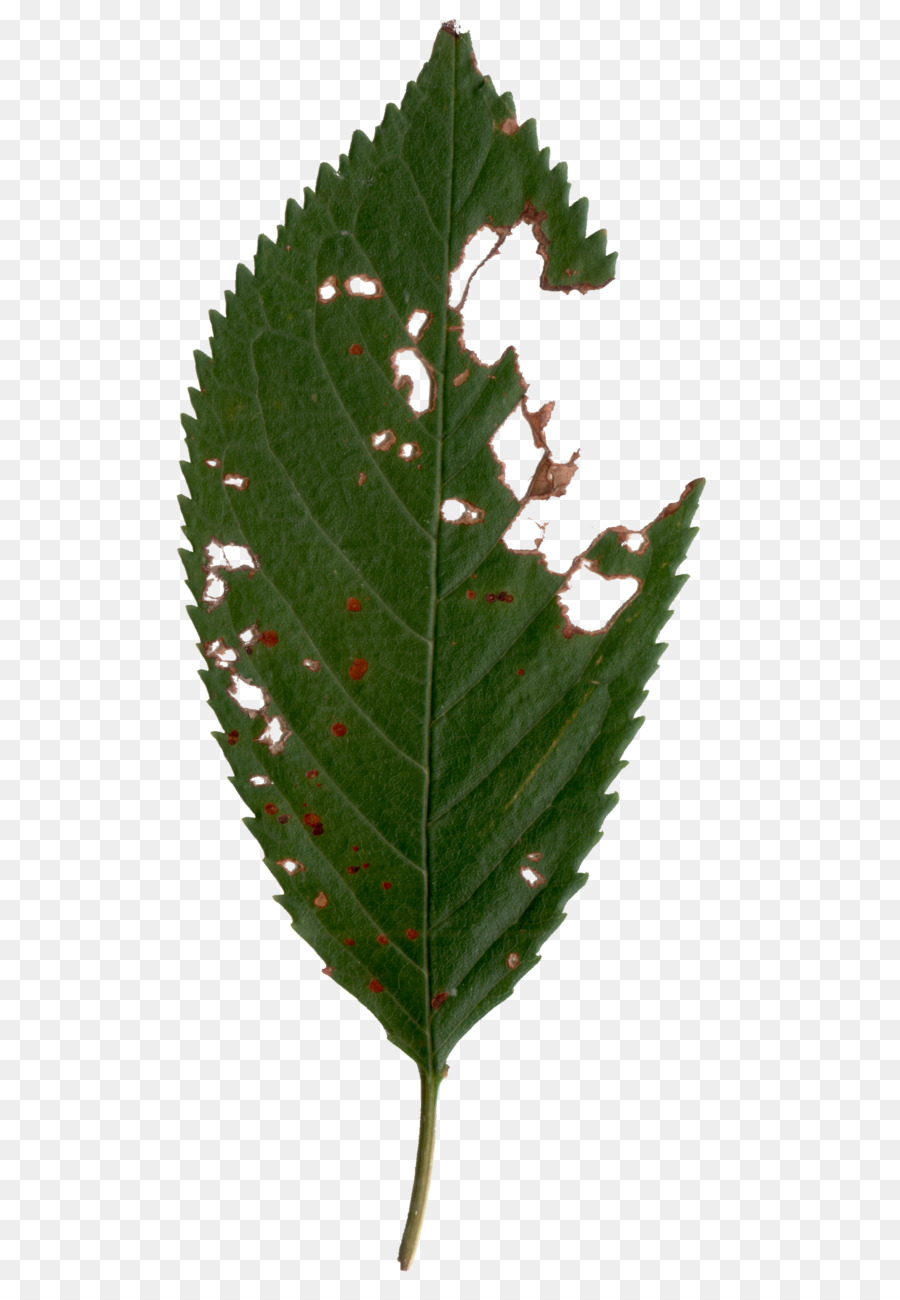 патология растений，лист PNG