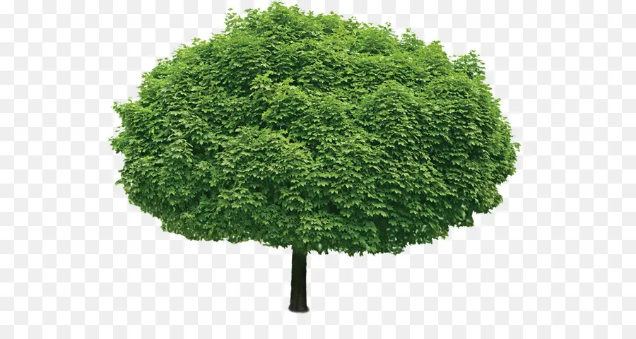 Tree，Stock Photography PNG