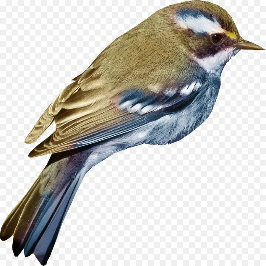 домовый Воробей，птица PNG