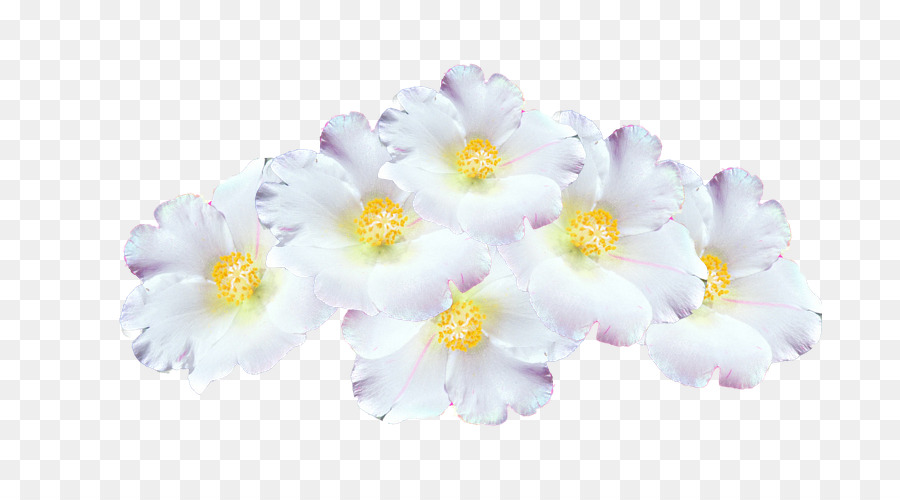 примулы，цветок PNG
