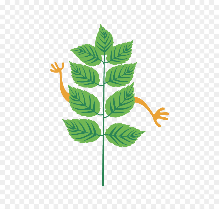 лист，стебель растения PNG