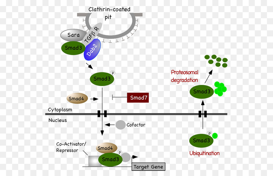 Фактор роста 3 5. TGF Beta 1 Pathway. Трансформирующий фактор роста-бета (TGF-Β). Трансформирующий ростовой фактор бета. TGF бета.