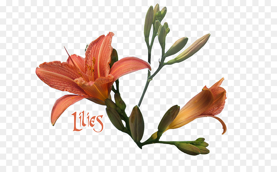 лилии инков，срезанные цветы PNG