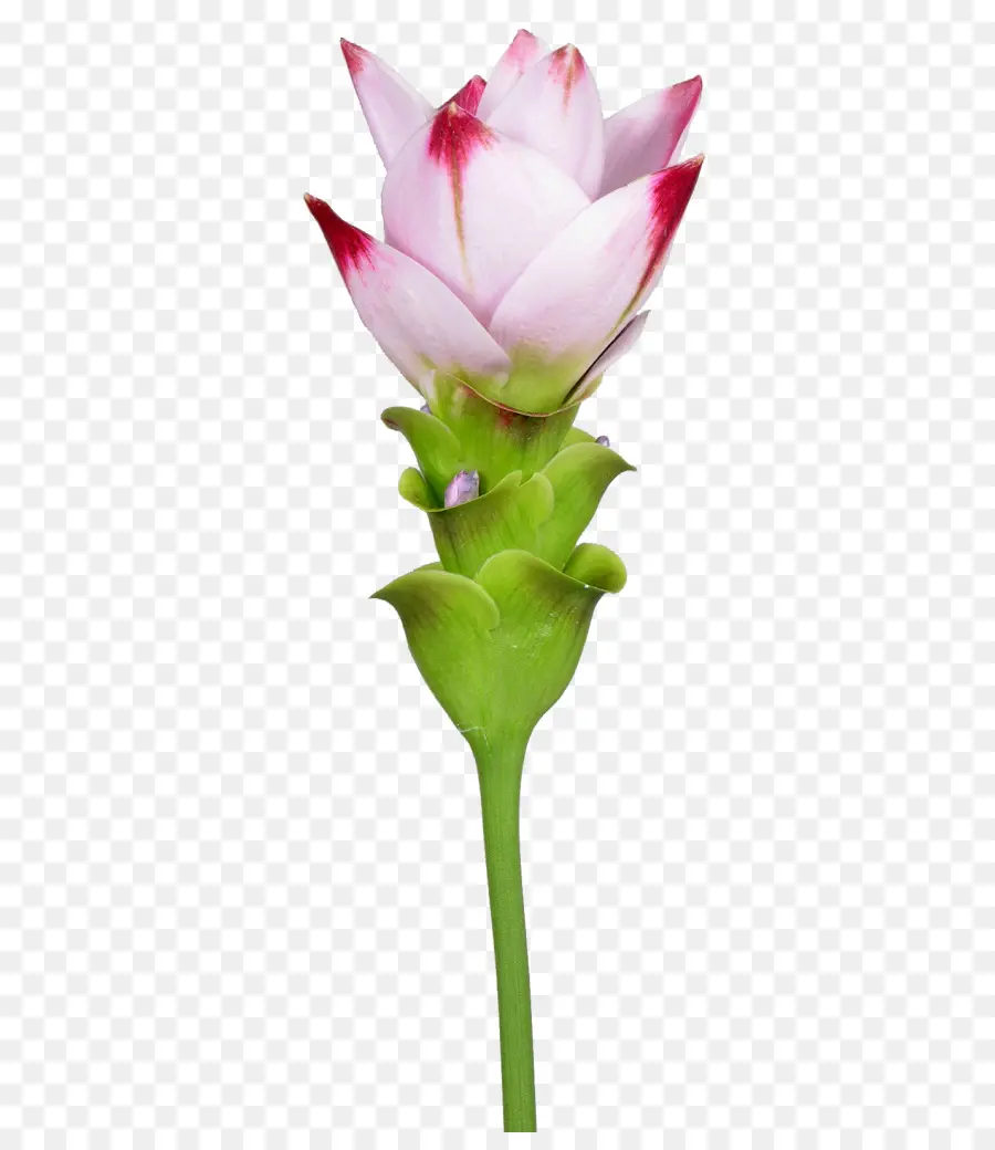 Сиам тюльпан，срезанные цветы PNG