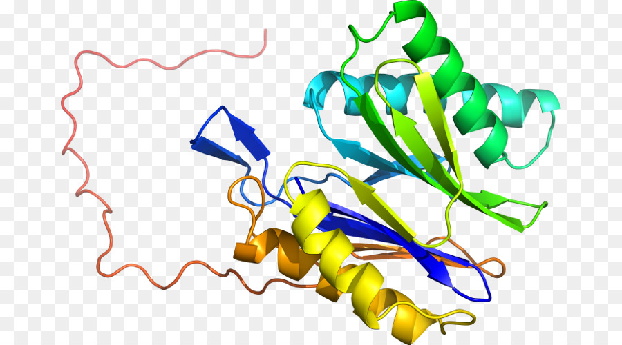 структура белка，молекула PNG