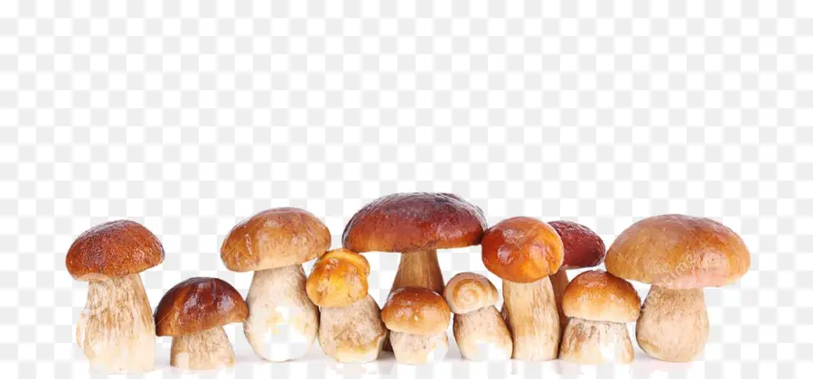 съедобный гриб，гриб PNG
