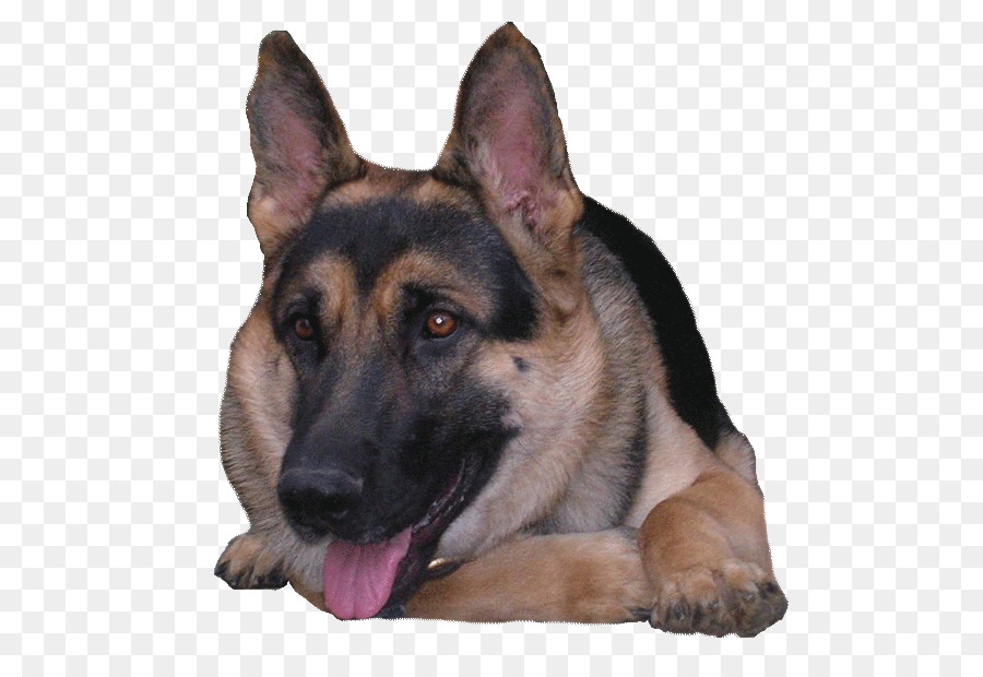 King Shepherd，Old German Shepherd Dog PNG
