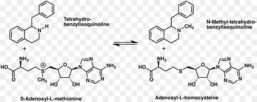 тетрагидроизохинолин，алкалоид PNG