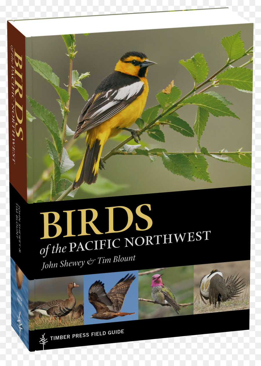 птицы Тихоокеанского Северо Запада руководство пресс лесоматериалами области，птица PNG