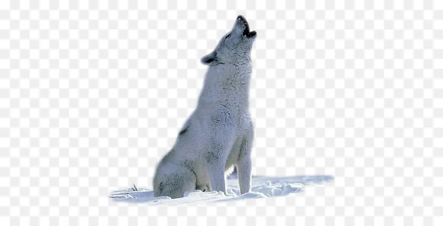 Арктика，арктический волк PNG