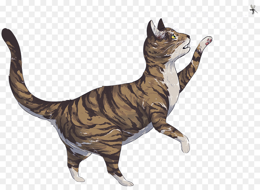 кот，кошачий PNG