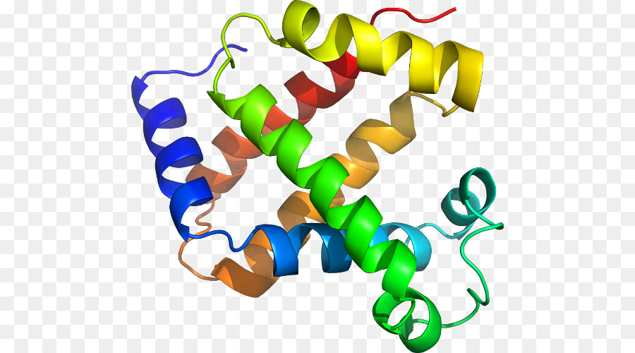 структура белка，молекула PNG