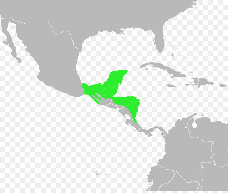 побережье Мексиканского залива жаба，Incilius Marmoreus PNG