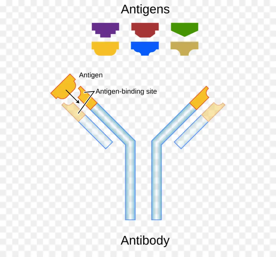 Диаграмма антител，антитело PNG