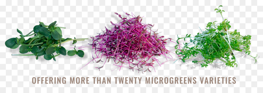 Microgreen，дайкон PNG