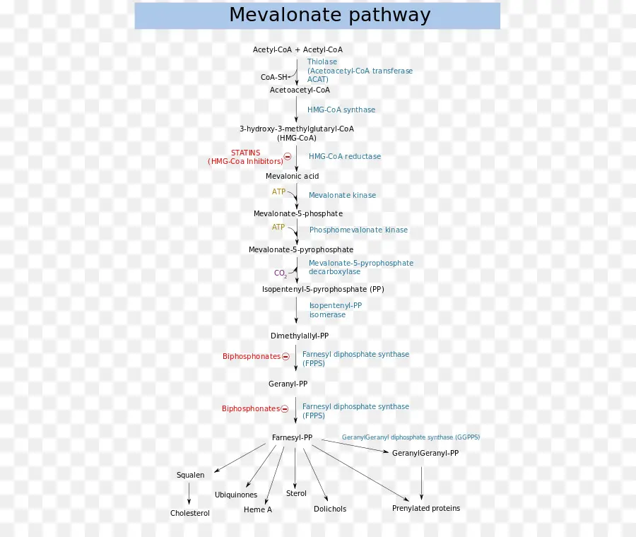 Мевалонатный путь，путь PNG