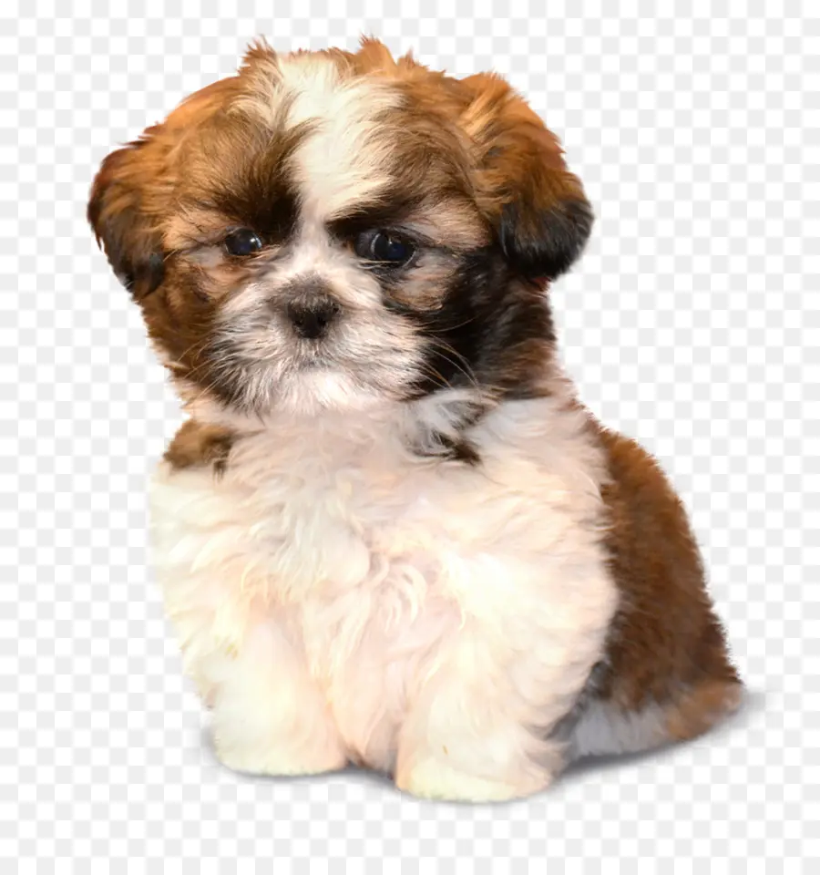 Morkie，ши тцу PNG
