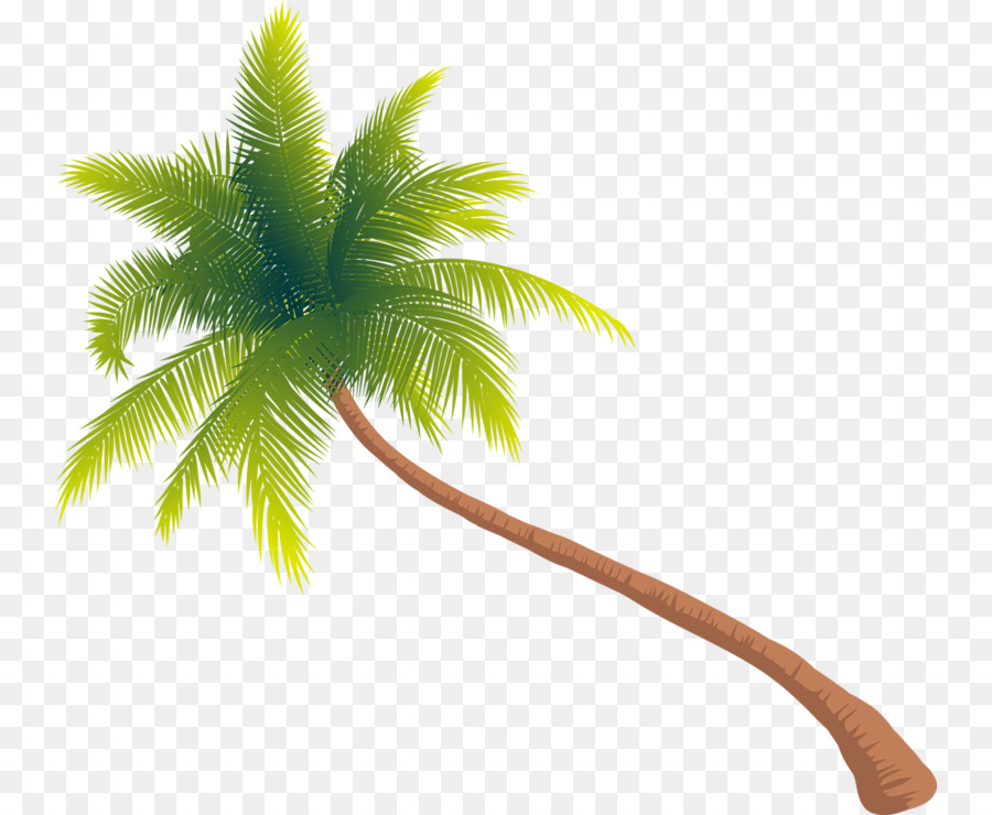 дерево，Arecaceae PNG