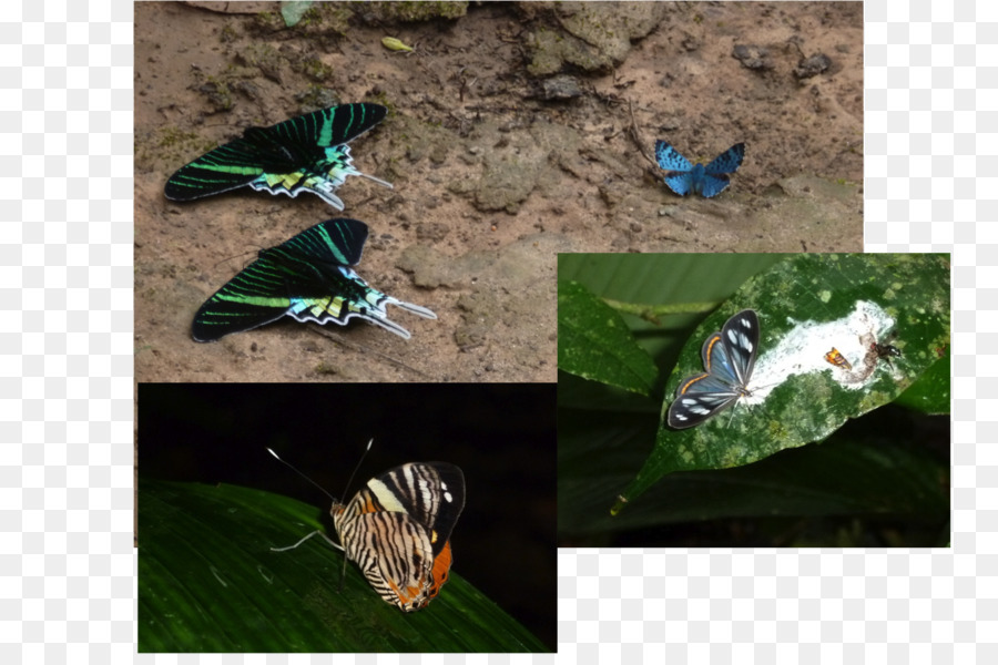 мотылек，мотыльки и бабочки PNG