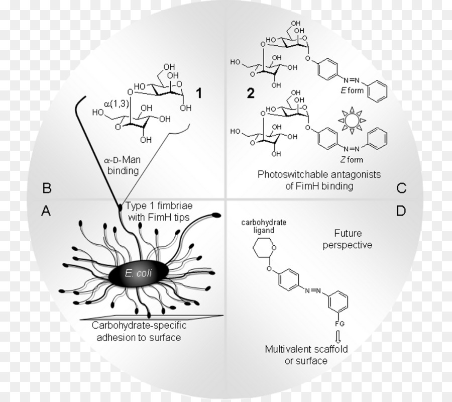 бактериальные адгезиного，фимбрия PNG