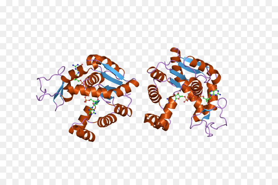 структура белка，молекула PNG