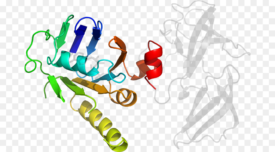 структура белка，молекула PNG