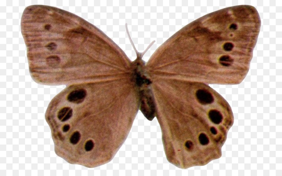 Brushfooted бабочки，мотылек PNG
