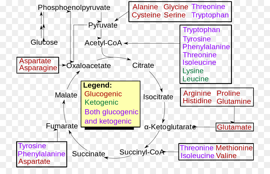 гатц минеральных，глюконеогенез PNG