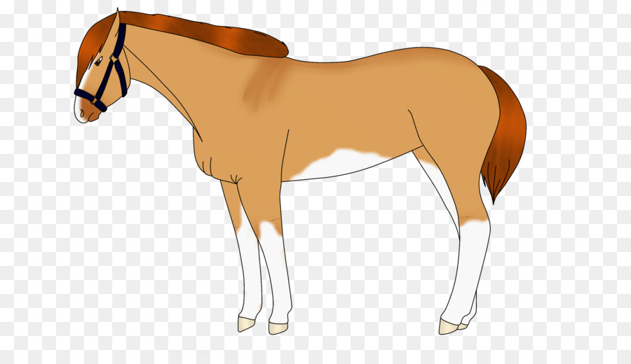 Foal，Mane PNG